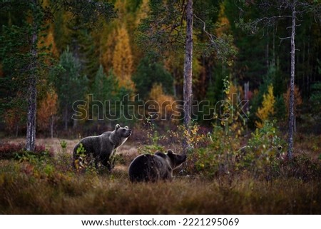 Autumn nature, bear and cub. Bear wide angle lens in yellow forest. Fall trees with bear, mirror reflection. Beautiful brown bear walking around lake, fall colors, Finland, Europe. Royalty-Free Stock Photo #2221295069