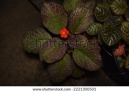 Nature pictures : Close up red flowers on green leaves of Flame violet or Episcia cupreata (Hook.) Hanst tree in pot in garden with morning light. The side of red flower bush.thailand,selective focus.