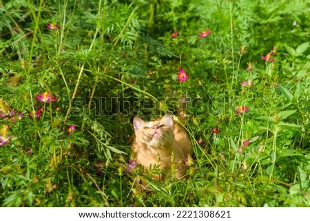 A ginger cat playing in the cosmos field in the morning