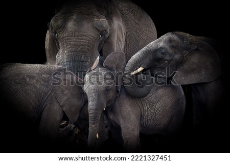 A beautiful shot of an African elephant family in the dark background