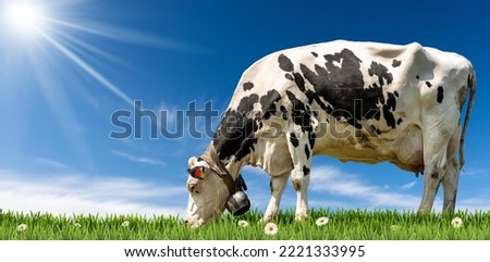 White and black dairy cow with cowbell on a green pasture with daisy flowers, against a clear blue sky with clouds, sunbeams and copy space. Royalty-Free Stock Photo #2221333995