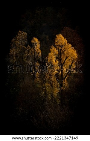 Yellow autumn tree looking beautiful and standing out against the rest 
