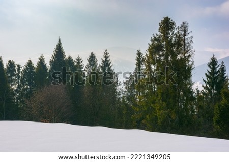 carpathian mountain scenery with spruce trees. wonderful landscape with snowy hills and meadows in white season. misty morning with silhouette of borzhava ridge in the distance