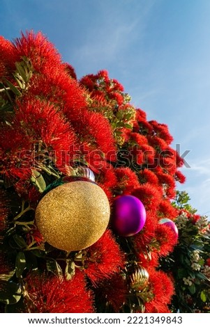 The striking red flowers of New Zealand's native Pohutukawa tree with Christmas decorations. The tree flowers over the NZ summer and is often referred to as the New Zealand Christmas tree. Royalty-Free Stock Photo #2221349843