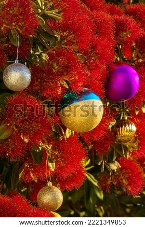The striking red flowers of New Zealand's native Pohutukawa tree with Christmas decorations. The tree flowers over the NZ summer and is often referred to as the New Zealand Christmas tree. Royalty-Free Stock Photo #2221349853