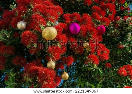 The striking red flowers of New Zealand's native Pohutukawa tree with Christmas decorations. The tree flowers over the NZ summer and is often referred to as the New Zealand Christmas tree. Royalty-Free Stock Photo #2221349867