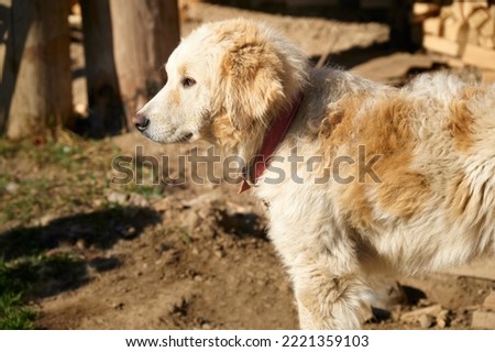 Beautiful gold domestic dog. An adult Golden Retriever dog portrait. Cute dog outdoors.