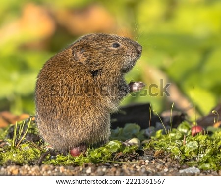 Field vole or short-tailed vole (Microtus agrestis) eating berry in natural habitat green forest environment. Royalty-Free Stock Photo #2221361567