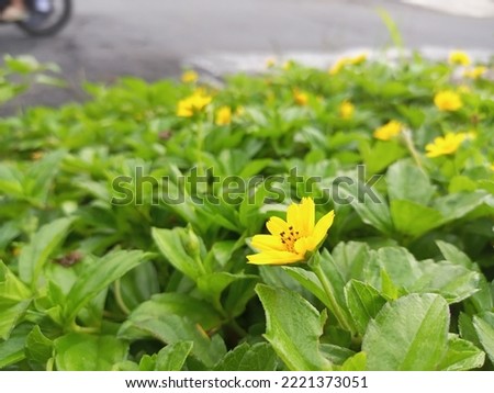 yellow flowers on the roadside blooming together in one place