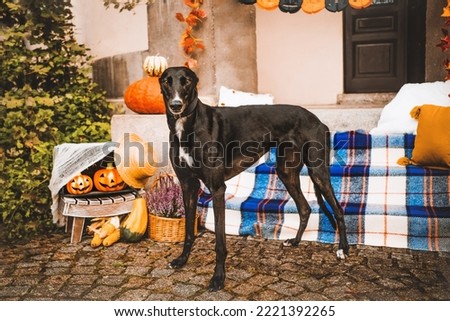 autumn halloween pumpkin big small dog