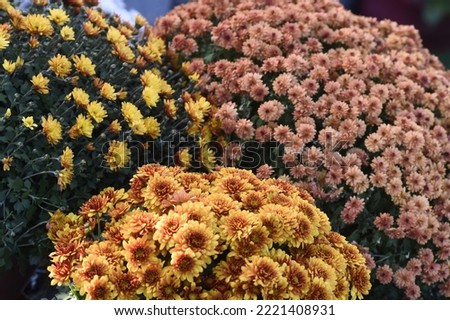
Metz, France November 1, 2022 East Cemetery, in Lorraine. On All Saints' Day, many families come to put flowers on the graves of their families and loved ones. Chrysanthemum flowers, pomponettes 