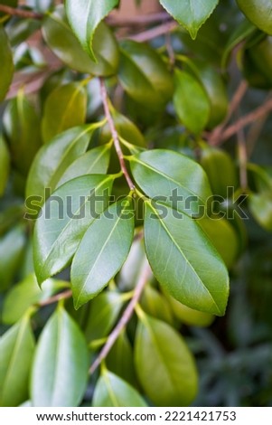 Lush tree green leaves close-up