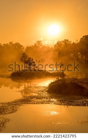 Fog and dawn of the sun in the swamp