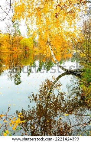 Scenic bright landscape golden multicolored autumn, fall birch tree with yellow leaves along pond. reflection mirrored in river lake surface. Beautiful october november nature outdoor background.