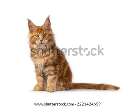 Impressive red male Maine Coon cat kitten, sitting up side ways. Looking straight towards camera. isolated on a white background.