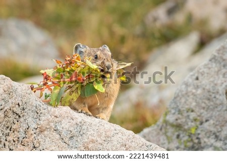 American Pika with a mouthful of plants Royalty-Free Stock Photo #2221439481