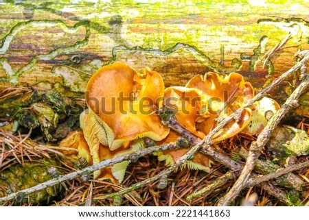 Mushrooms grow on the old wood in the sunlight on the forest floor in Cuxhaven Lower Saxony Germany.