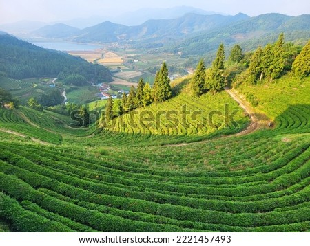a fresh green tea field