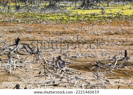 
degraded forest From being cut for water to processing, there are white stumps, yellow-green algae on the brown ground