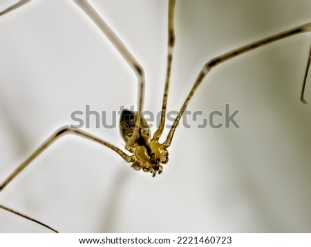 Daddy's long-legged spider (Pholcus phalangioides) or long-bodied barn spider, common indoors, seen in Surrey, England, but widespread worldwide Royalty-Free Stock Photo #2221460723