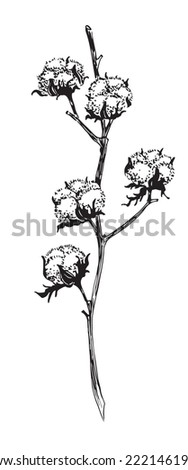 Cotton Branch with balls of fluffy plant. Vector hand drawn botanical sketch in retro outline style. Drawing of Flower on isolated background