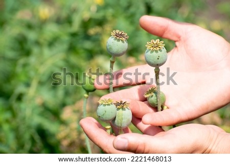 Photo of wild poppy  with blosom on the garden, agriculture 