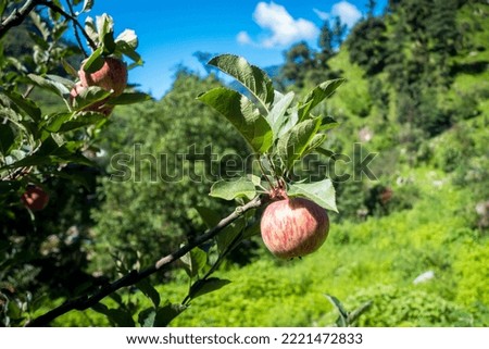 Apples hanging in a tree at the orchard with beautiful natural background. Kullu Himachal Pradesh India.