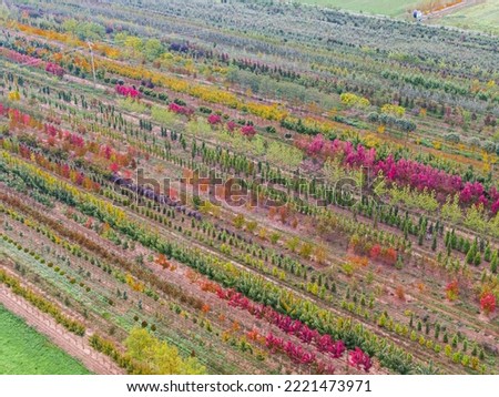 Aerial view of a tree nursery with yellow, red and red green plants, arranged in a row, during autumn. Plants in autumn colours, Alsace, France, Europe Royalty-Free Stock Photo #2221473971