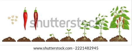 Chili pepper growth stage. Seed germination steps in soil. Hot chilli pepper grow cycle, agriculture plant evolution steps, seedling evolving progress with isolated vector seeds, sapling and harvest Royalty-Free Stock Photo #2221482945