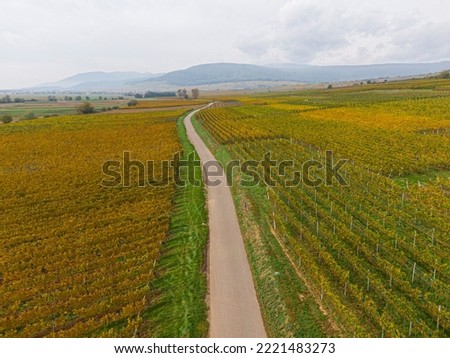 Aerial view of a road passing through the vineyards in autumn. The vines are yellow-orange in the Colors of autumn, Alsace, France, Europe 