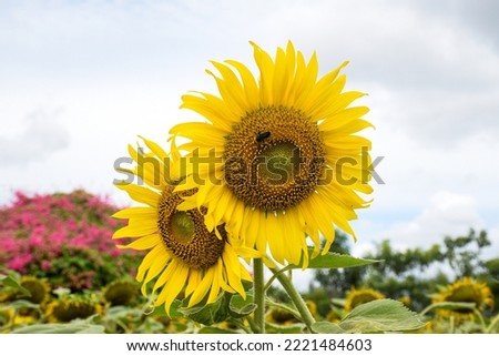 sunflowers on nature background it is a cash crop and can be developed as a tourist attraction because tourists like to take pictures of it, such as in Saraburi, Kanchanaburi of Thailand, etc.