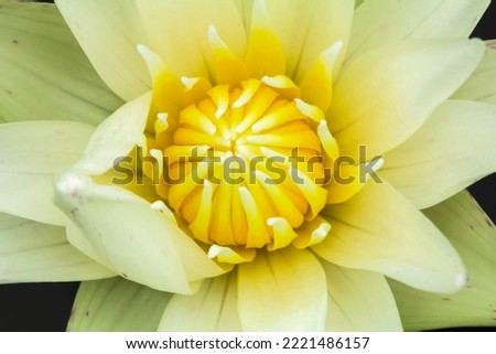 white lotus flower ,White lotus flower background