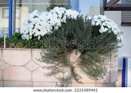 many white blooming chrysanthemum flowers with thyme below