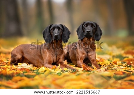 two bavarian hound dogs lying down outdoors in fallen autumn leaves Royalty-Free Stock Photo #2221515667