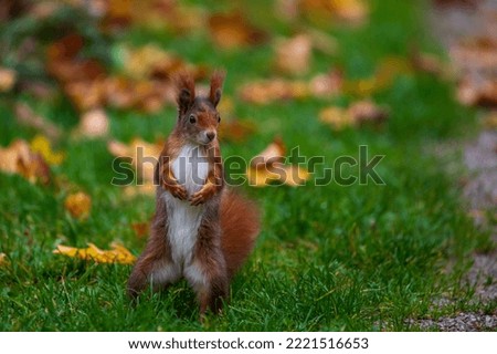 squirrel in a park searching for food