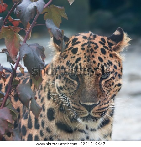 pic of the Far Eastern leopard