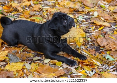 A funny black pug puppy lies in yellow autumn leaves and holds a yellow maple leaf in its teeth. Side view.
