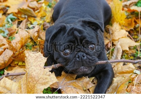A black pug puppy with a branch in its teeth lies in yellow autumn leaves and looks at the camera. Close-up. Blurred background