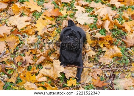 A black pug puppy lies in yellow autumn leaves on the lawn and wants to be played with. View from above