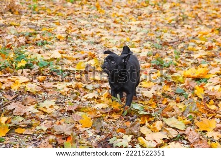 Black pug runs among the yellow leaves in the autumn park