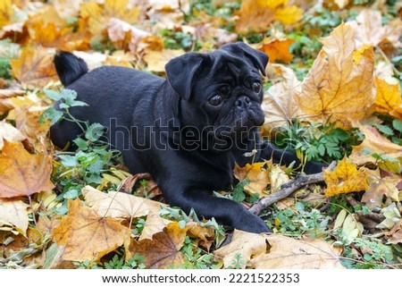 A sad black pug puppy lies among the autumn leaves and waits to be played with. Close-up