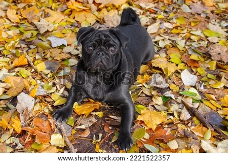 A black pug puppy lies in a park among yellow autumn leaves and looks up. Front view. Close-up.