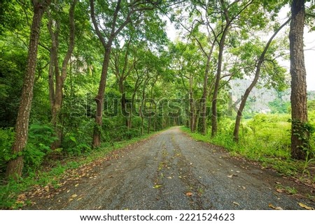 tree tunnel and road,Pathway lane path with green trees in the forest. Beautiful alley in the park. Pathway through the dark forest. Royalty-Free Stock Photo #2221524623