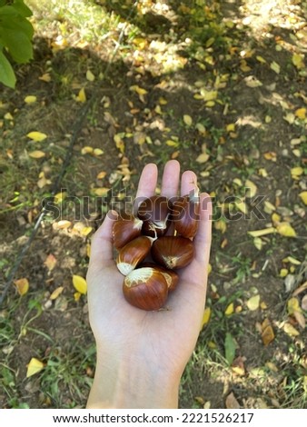 Chestnuts in female hand. Handful of chestnuts. Top view. Selective focus.