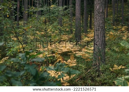 Mysty dark autumn forest. Yellow fern plants leaves near trees. Horizontal background.
