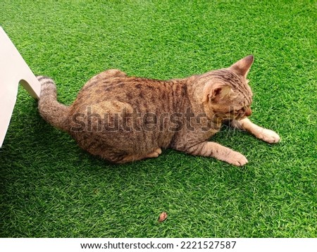 picture of a cat crouching on grass