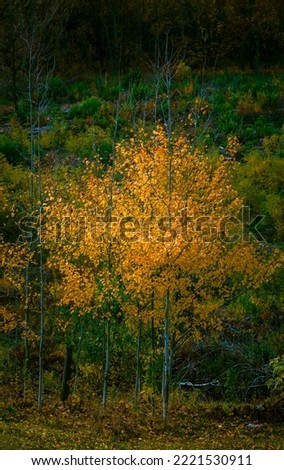 Autumn forest  background of yellow birch leaves on a tree foliage