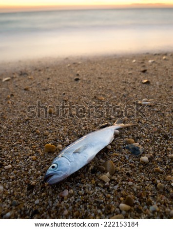 Death fish on the beach, global warming extinction. Royalty-Free Stock Photo #222153184