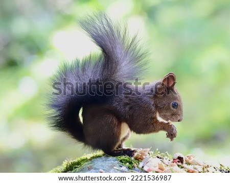 cute squirrel in the forest