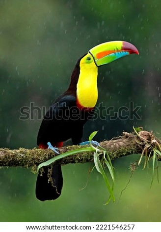 The Keel-billed toucan is the one most people relate to Costa Rica since it’s used as the symbol for many companies. It’s also known as the Rainbow toucan because of the stunning colors of their beak.